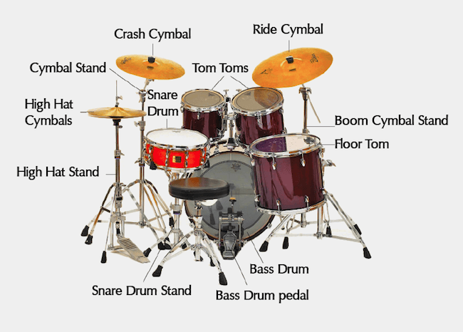Anatomy Drum